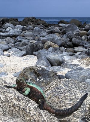 Punta Suarez, Espanola Island 474.jpg